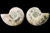 Agate Replaced Ammonite Fossil - Madagascar #150926-1